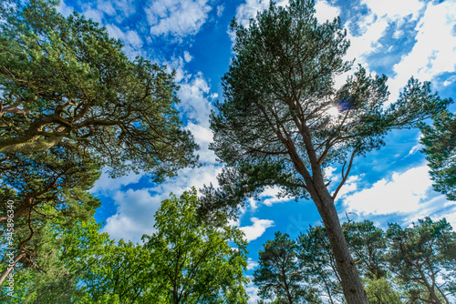 Lickey Hills country Park West Midlands England UK. photo