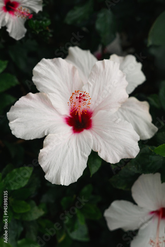 Tropical flower photographed in the exotic Monte Palace Tropical Garden in Madera, Funchal photo