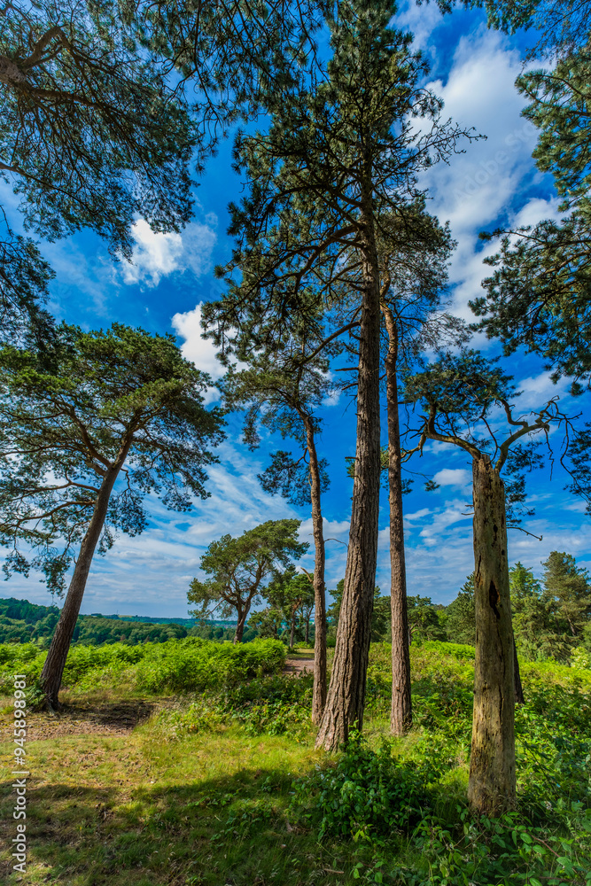 Lickey Hills country Park West Midlands England UK. Lickey Hills country Park West Midlands England UK.