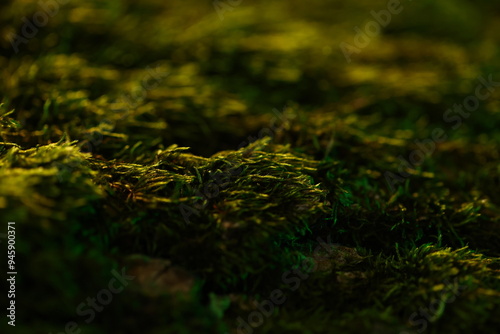 Foto Moss at dawn. Macro photo.