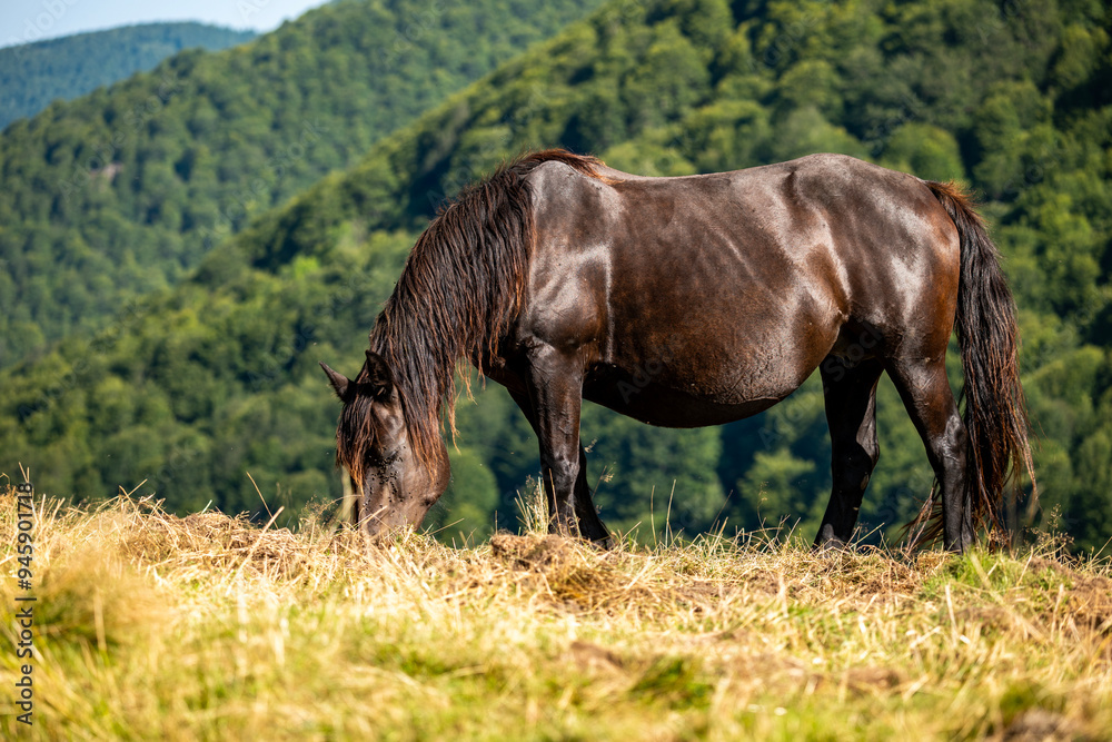 Black horse grazing on a sunny hillside Black horse grazing on a sunny hillside