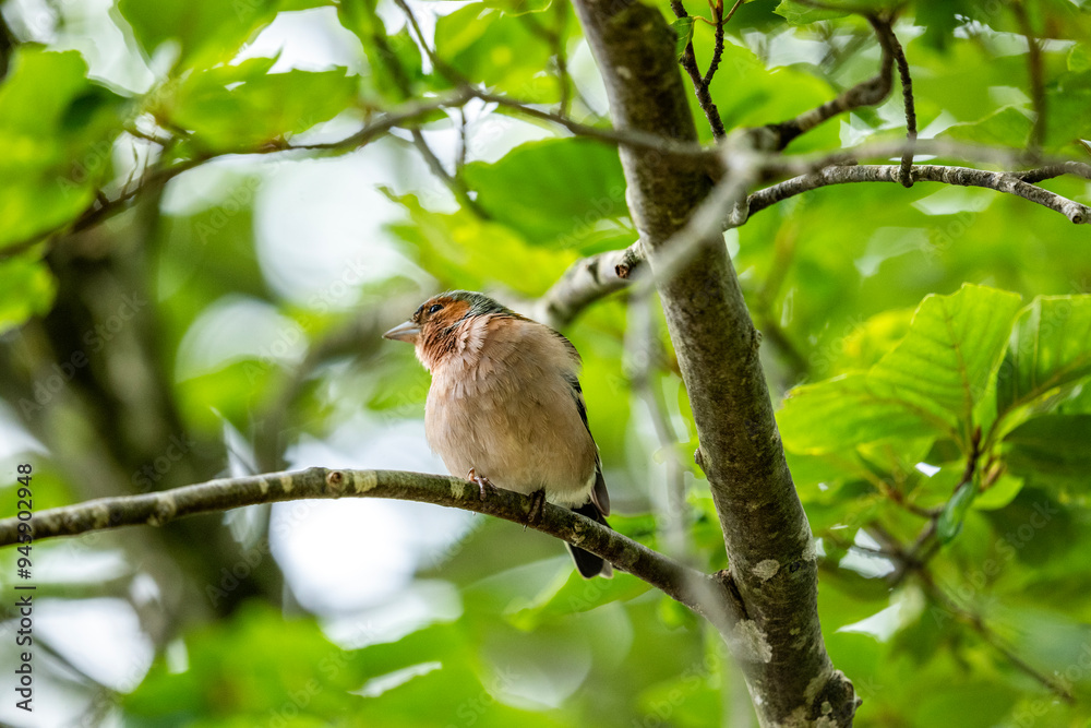 Chaffinch perched on a tree branch in a forest Chaffinch perched on a tree branch in a forest