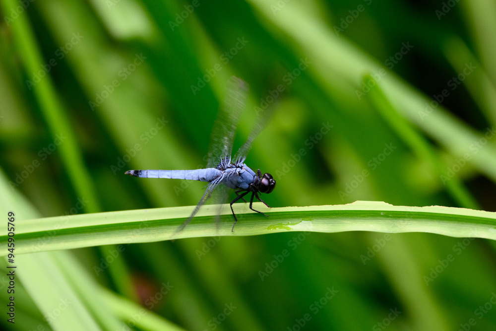 dragonfly on a green leaf dragonfly on a green leaf