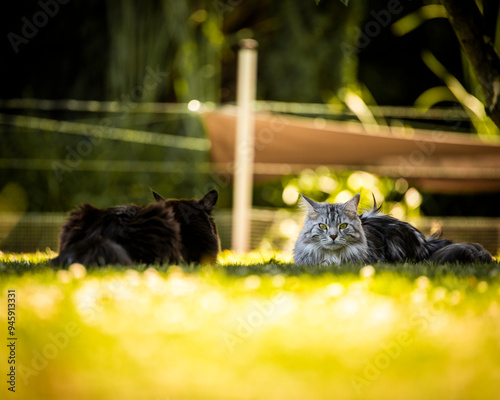 Maine Coon im Garten