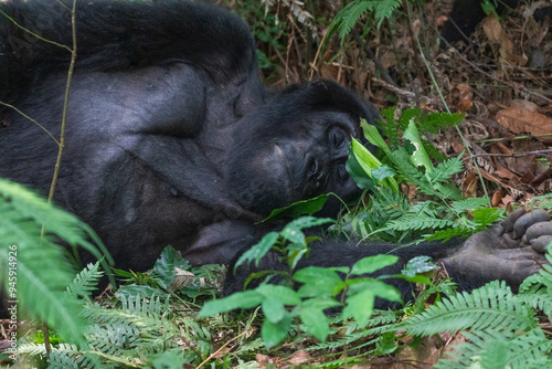 Mountain gorilla photo