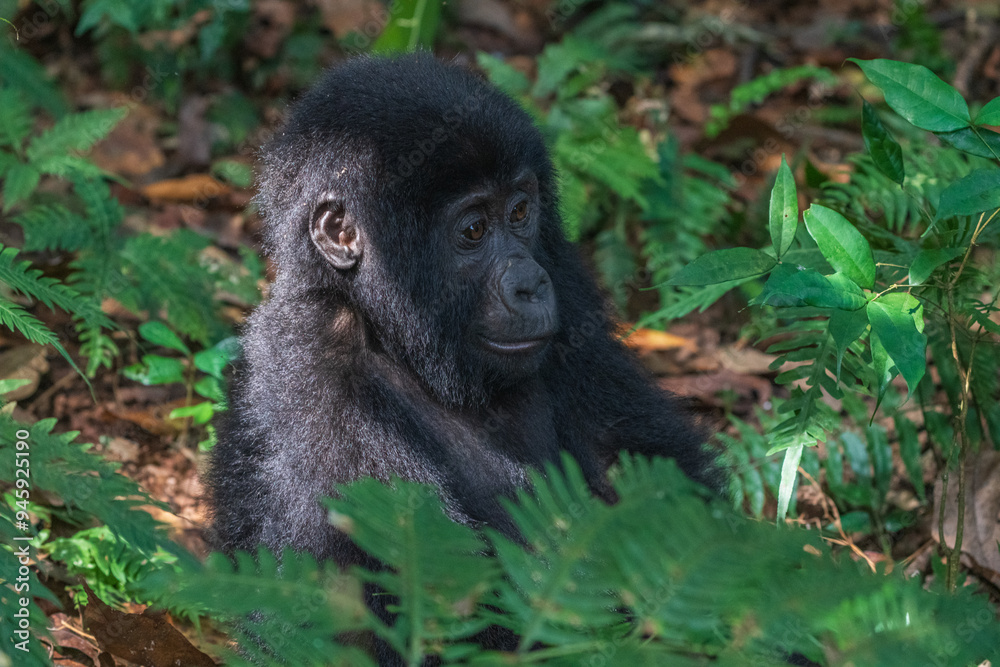 Young Mountain gorilla Young Mountain gorilla