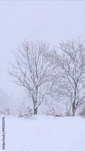 Wallpaper Mural 北海道　雪が降る森林　冬　イメージ　縦向き　縦型動画　回転　サイネージ　函館大沼エリア Torontodigital.ca