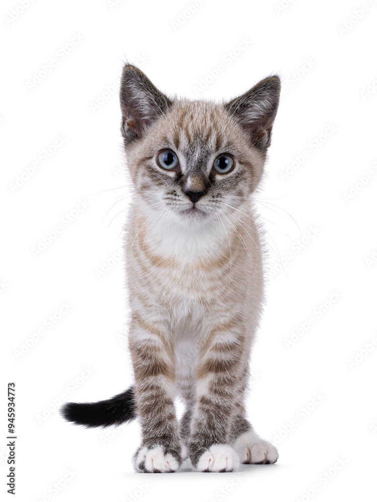 Cute house cat kitten, with tabby point pattern, standing up facing front. Looking straight to camera. Isolated on a white background. Cute house cat kitten, with tabby point pattern, standing up facing front. Looking straight to camera. Isolated on a white background.