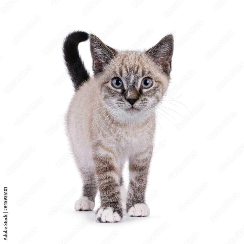 Cute house cat kitten, with tabby point pattern, standing up facing front. Walking towards viewer. Looking to camera with a lot of attitude. Isolated on a white background. Cute house cat kitten, with tabby point pattern, standing up facing front. Walking towards viewer. Looking to camera with a lot of attitude. Isolated on a white background.