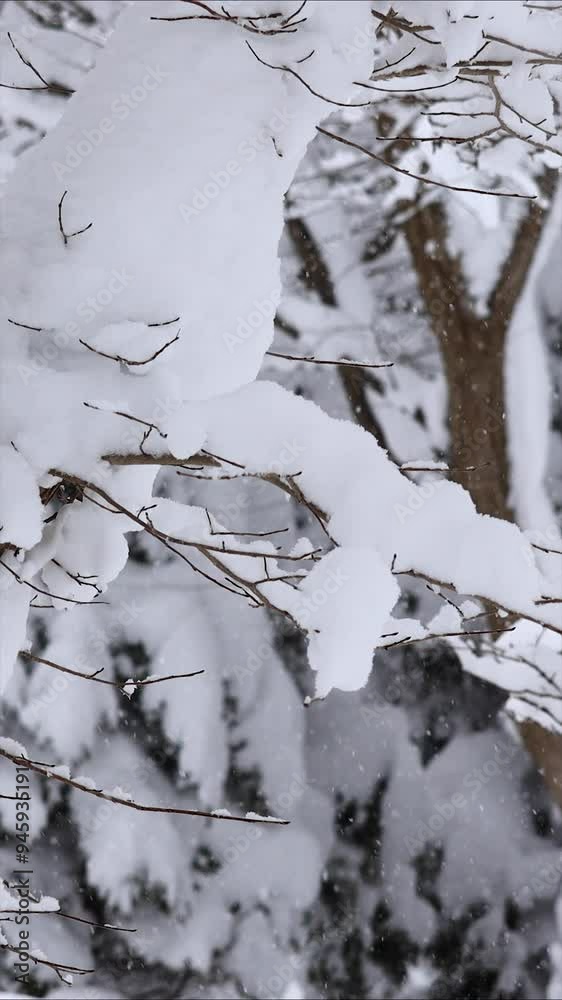 北海道 雪が降る森林 冬 イメージ 縦向き 縦型動画 回転 サイネージ 函館大沼エリア 北海道 雪が降る森林 冬 イメージ 縦向き 縦型動画 回転 サイネージ 函館大沼エリア