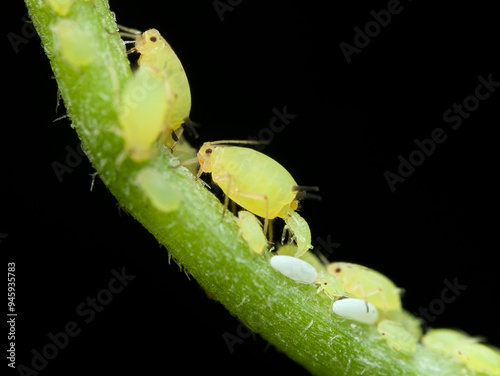 Yellow aphid is giving birth on the plant branch