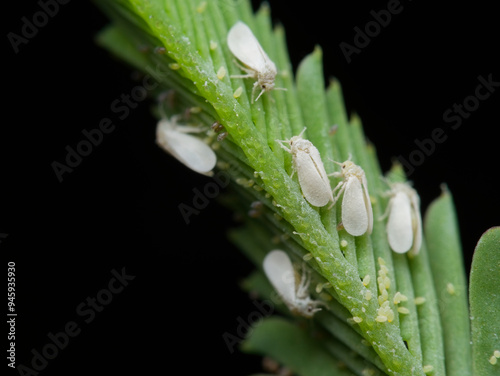 Colonies of whiteflies and clusters of their eggs on the leaves