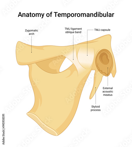 Anatomy of Temporomandibular Bone Structure