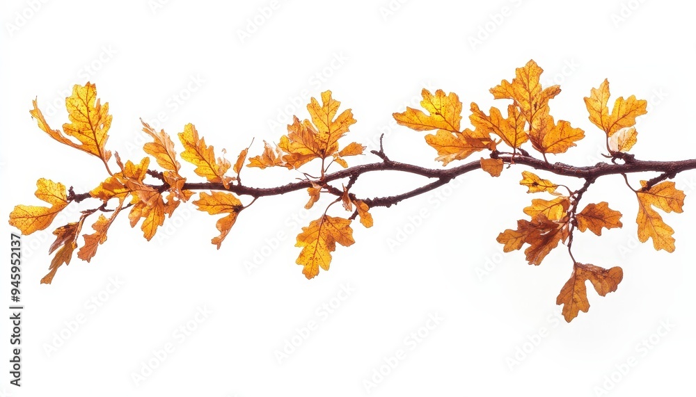 A branch with vibrant yellow oak leaves against a white background. A branch with vibrant yellow oak leaves against a white background.