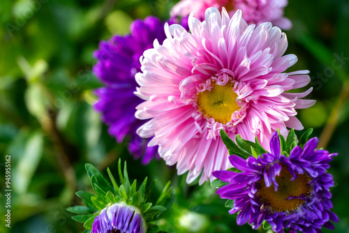 image of pink Daisy flower in a garden in spring season with green boke background. 