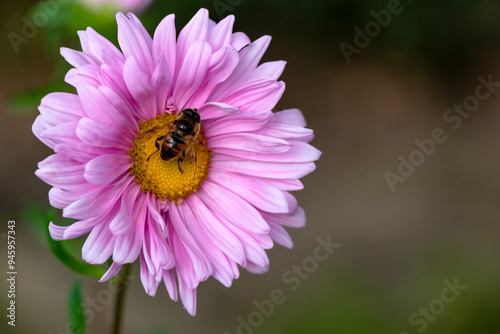 image of pink Daisy flower in a garden in spring season with green boke background. 