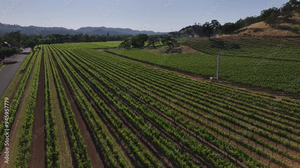 Aerial view of beautiful vineyard fields with green grapevines and scenic hills, United States.