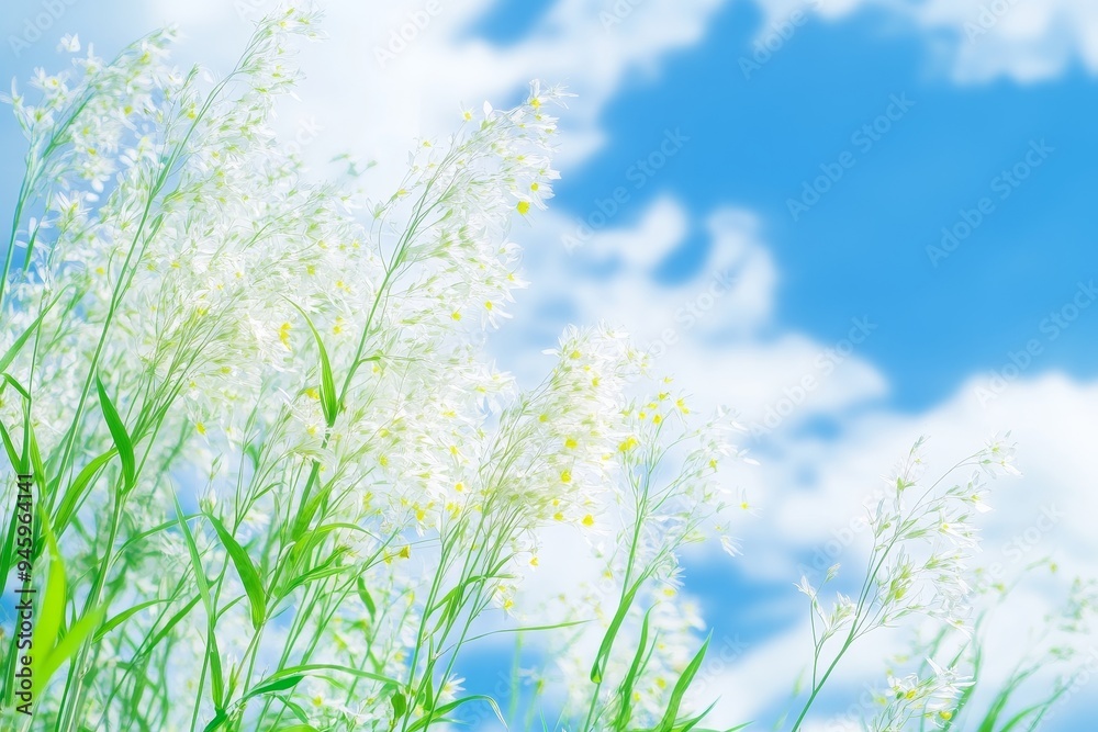 Blue skies, white grass, green plants, yellow flowers and wind blowing through the white grass Stock Photo Blue skies, white grass, green plants, yellow flowers and wind blowing through the white grass Stock Photo