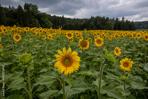 Sonnenblumenfeld