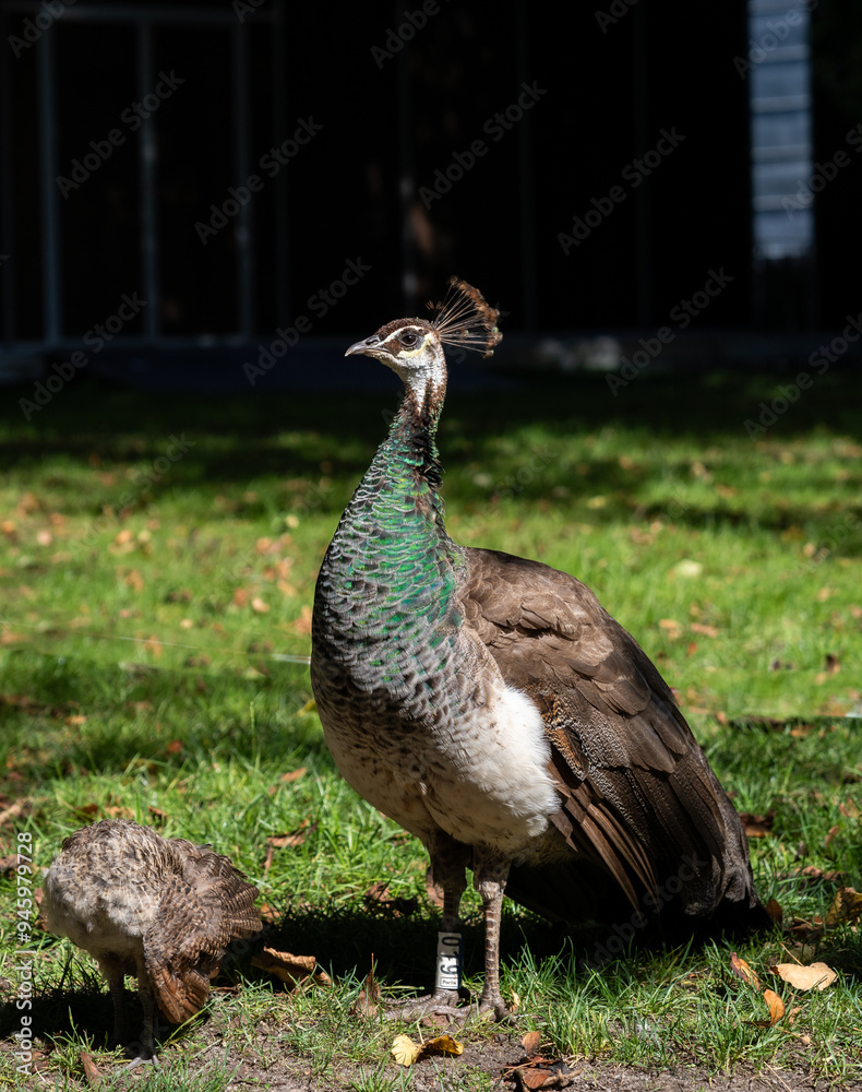 Female peacock and her baby in the Porto's Glass Palace garden Female peacock and her baby in the Porto's Glass Palace garden