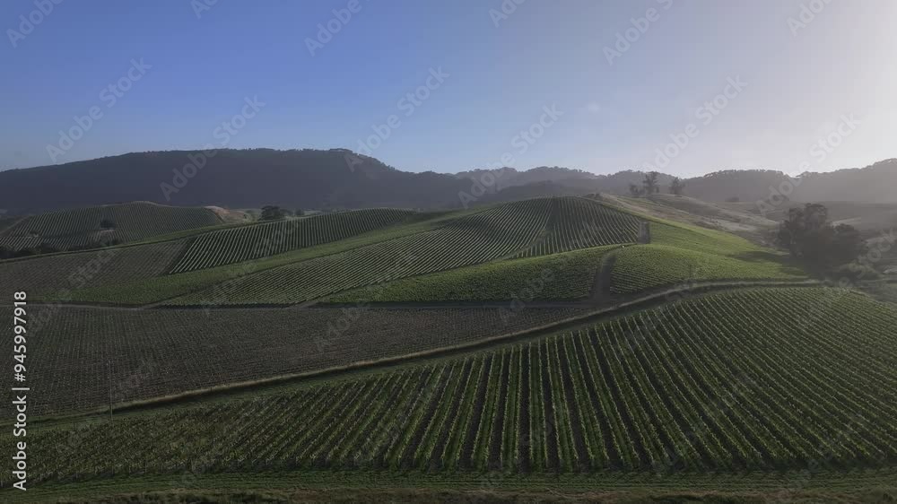 Aerial view of picturesque vineyard fields with undulating hills under sunny skies, United States Aerial view of picturesque vineyard fields with undulating hills under sunny skies, United States