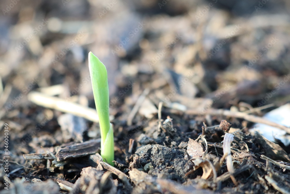Fototapeta premium A small green plant is emerging and growing out of the ground