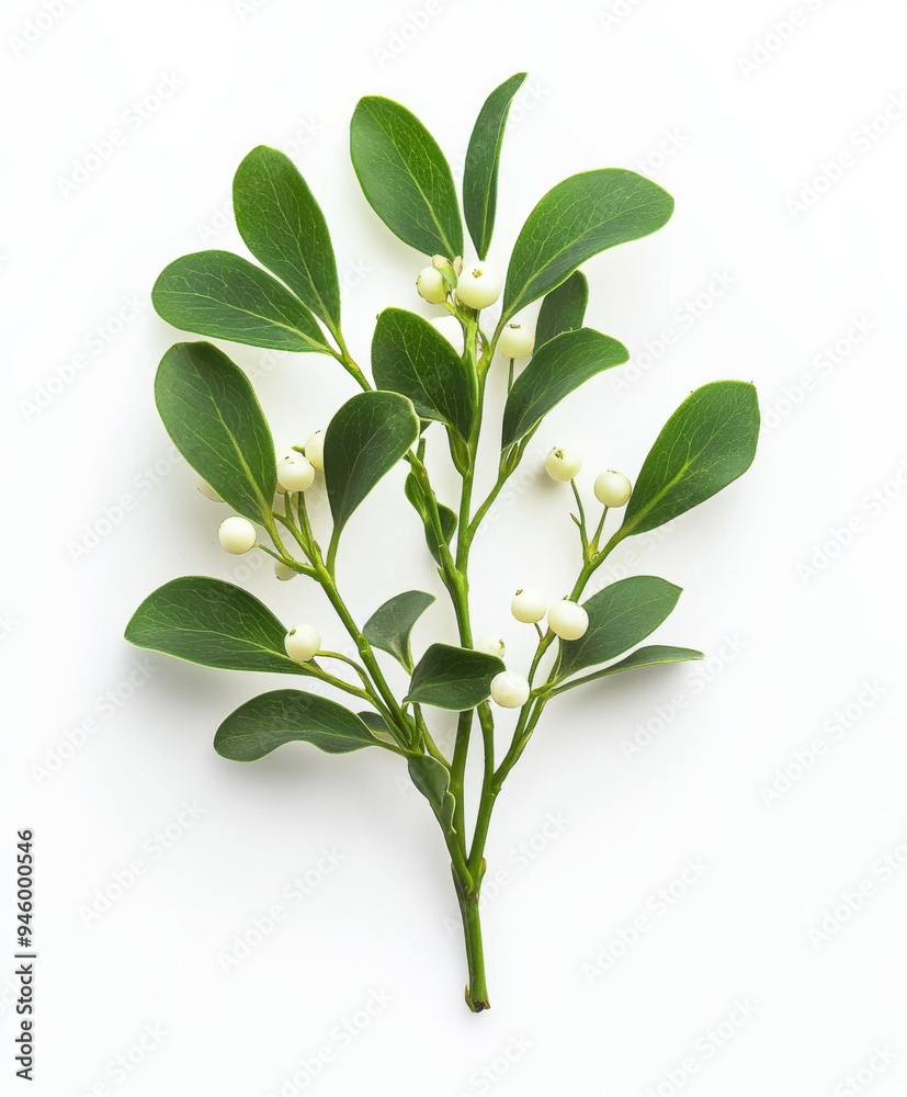 A sprig of mistletoe with vibrant green leaves and white berries isolated on a pure white background, perfect for holiday decorations and seasonal themes. A sprig of mistletoe with vibrant green leaves and white berries isolated on a pure white background, perfect for holiday decorations and seasonal themes.