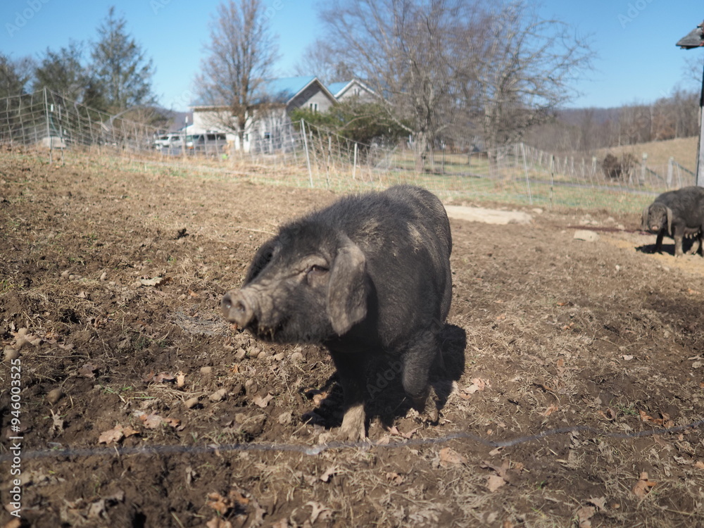pig pig