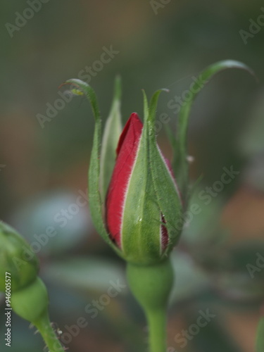 rose bud