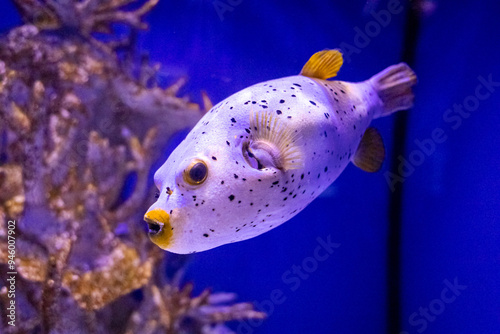 Arothron nigropunctatus. Tropical bright pisces that can live in aquariums, oceanariums or sea, ocean. Snorkeling and diving, observing exotic fish