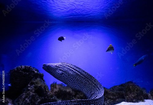 Moray Gymnothorax favagineus or Leopard Moray. Tropical bright pisces that can live in aquariums, oceanariums or sea, ocean. Snorkeling and diving, observing exotic fish photo