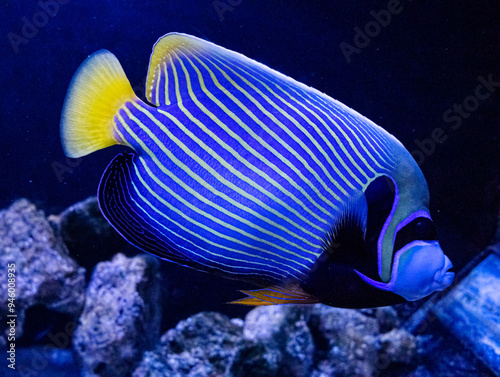 Imperial angel or imperial pomacanthus. Tropical bright pisces that can live in aquariums, oceanariums or sea, ocean. Snorkeling and diving, observing exotic fish photo