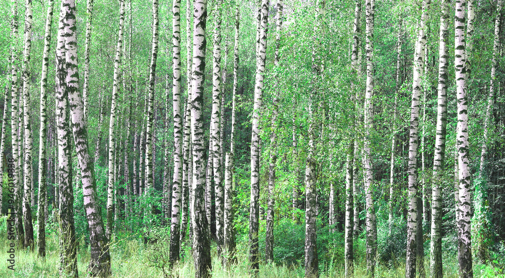 Beautiful birch trees in summer Beautiful birch trees in summer