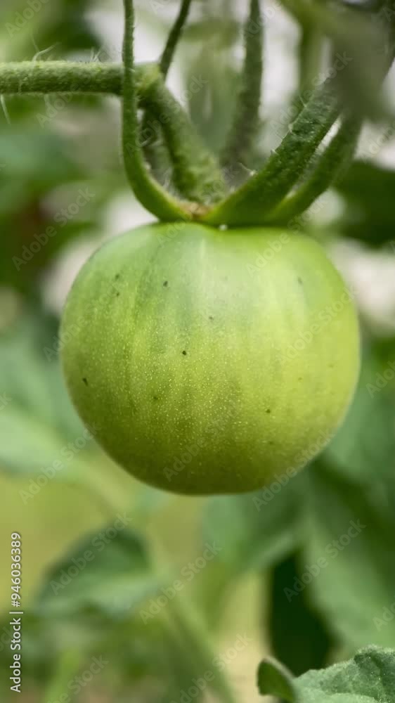 green tomato, grow, spring, gardening, vegetable garden, sprouts, macro, vitamins, harvest, desserts, ingredients for cooking food, wallpaper, poster, cover green tomato, grow, spring, gardening, vegetable garden, sprouts, macro, vitamins, harvest, desserts, ingredients for cooking food, wallpaper, poster, cover