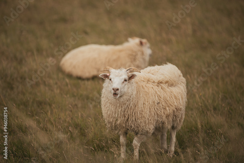 A flock of Sheep in Iceland