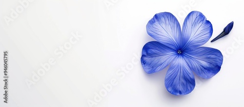 Oxypetalum flower isolated on a white background Blue blooms. Copy space image. Place for adding text and design