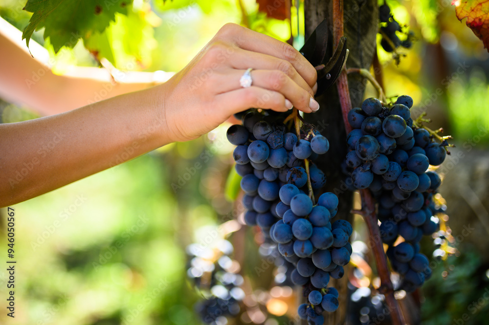 Obraz premium Winemaker harvesting red grapes in vineyard during wine harvest