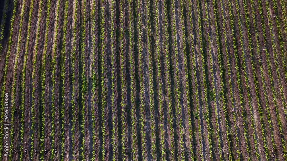 Aerial view of beautiful green vineyard with rows and patterns, unknown location, United States. Aerial view of beautiful green vineyard with rows and patterns, unknown location, United States.