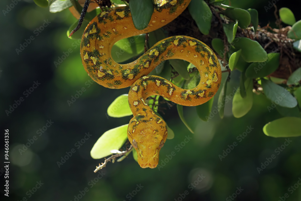 Fototapeta premium Green tree python on natural background, Morelia viridis, ular python hijau