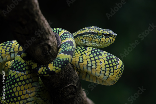 wagleri pit viper snakes on branch, tropidolaemus wagleri photo