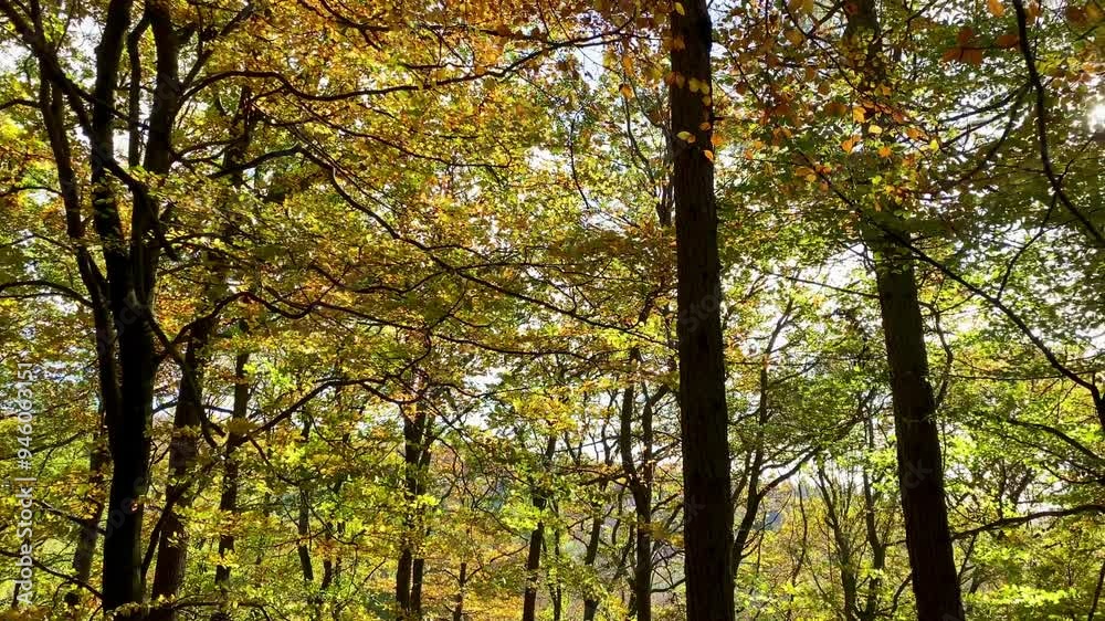 Green and gold autumnal foliage deep in fall woodland trees