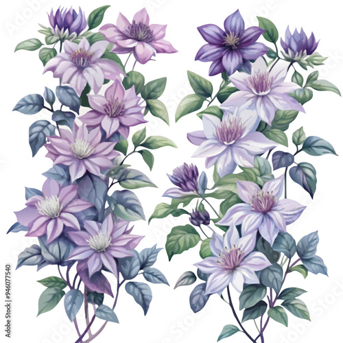 Watercolor Illustration of Clematis Flowers in Purple, White, and Lavender