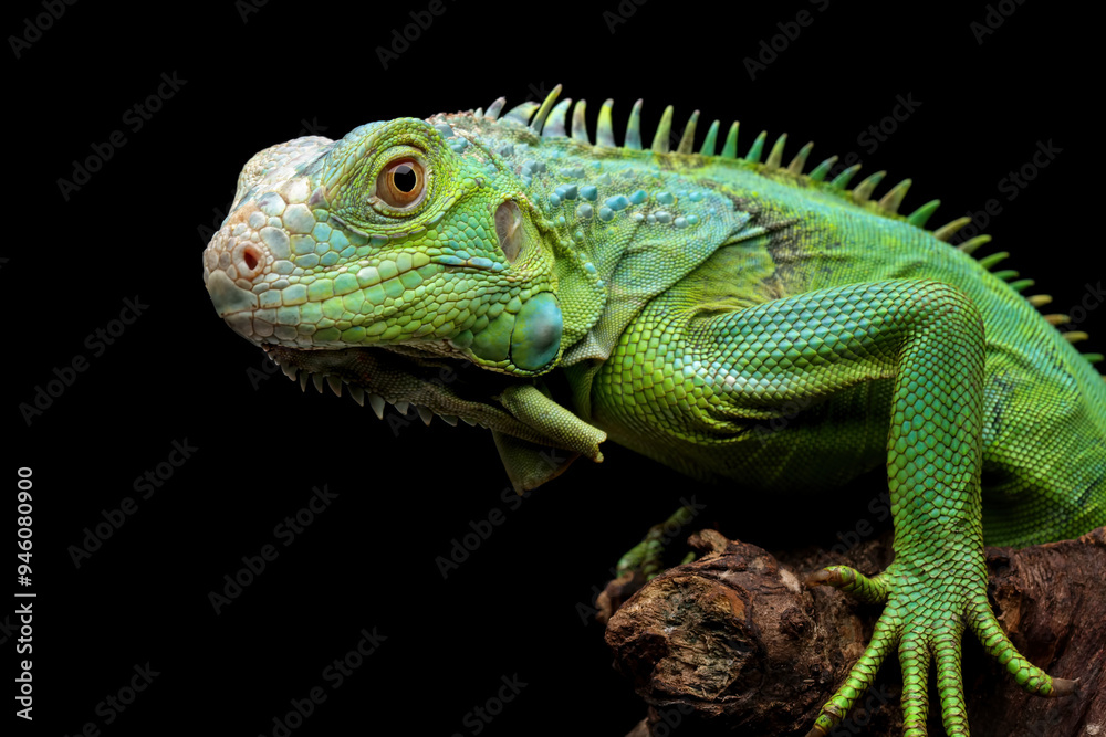 Green iguana on branch with black background, animal closeup Green iguana on branch with black background, animal closeup