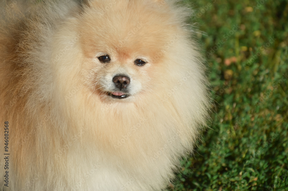 fluffy creamy little dog, Pomeranian, pet, human friend. a lot of wool. a pet on a walk in the park in summer. background for the design. fluffy creamy little dog, Pomeranian, pet, human friend. a lot of wool. a pet on a walk in the park in summer. background for the design.
