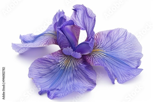 Close up of isolated iris flower on white background photo