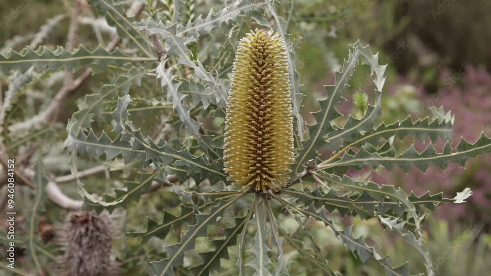 Australian native bushland and Flora Australian native bushland and Flora
