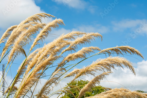 Austroderia richardii an evergreen ornamental grass plant commonly known as Toe toe, Toetoe or Plumed tussock, stock photo image photo