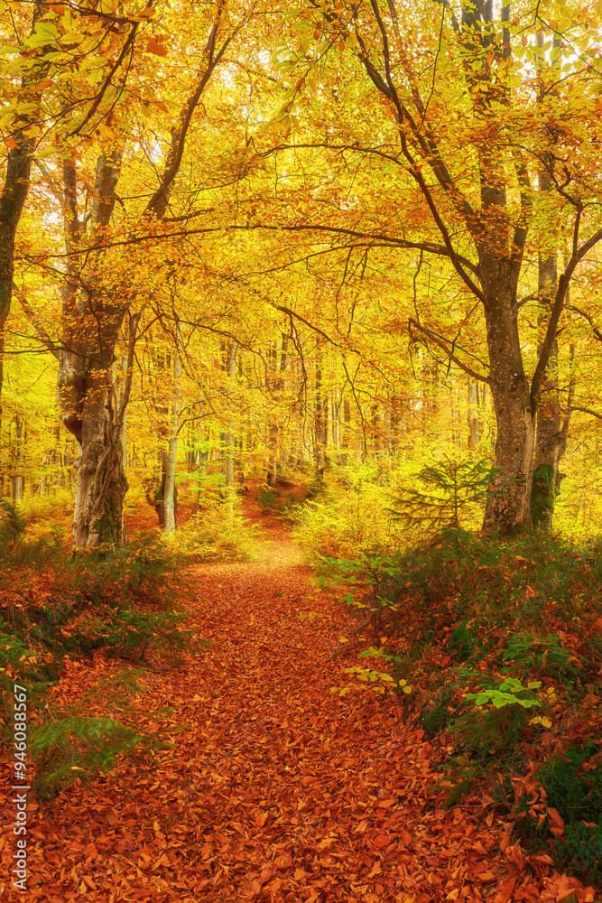 Obraz premium Gorgeous autumn landscape panorama of a scenic forest with lots of warm