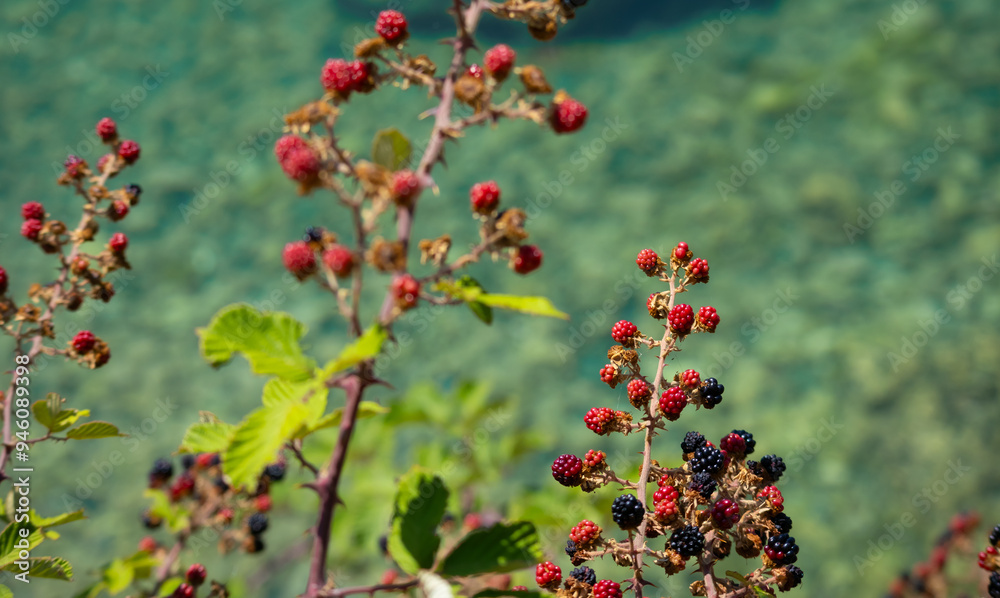 bush with red and black raspberries in the garden bush with red and black raspberries in the garden