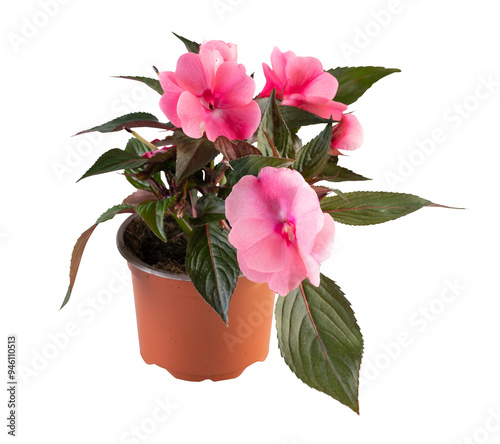 Принти на полотні new guinea impatiens in a pot cut out isolated transparent background